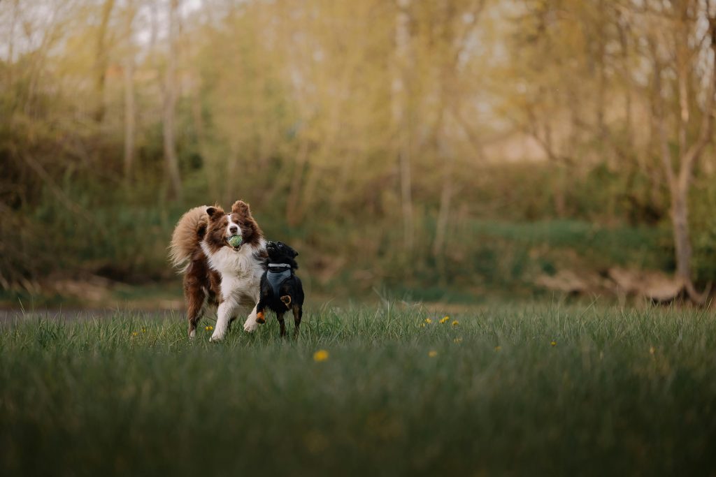 Zwei Hunde spielen auf einer Wiese. Sie symbolisieren Hunde, die nach einer Physiotherapie in Saarbrücken wieder gesund und beweglich sind.